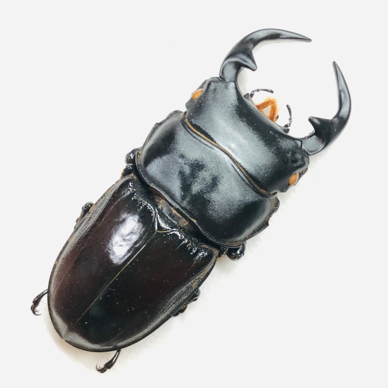 Lucanidae Dorcus curvidens 56mm A1 from Yingjiang Yunnan No.7900
