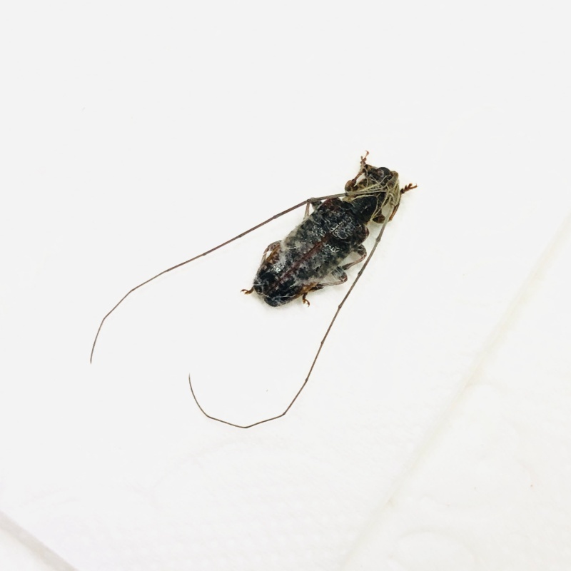 Cerambycidae sp A1 from Jinxiu Guangxi No.7903
