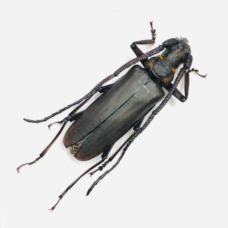 Cerambycidae Prioninae sp 35mm A1 from Yingjiang Yunnan No.7907