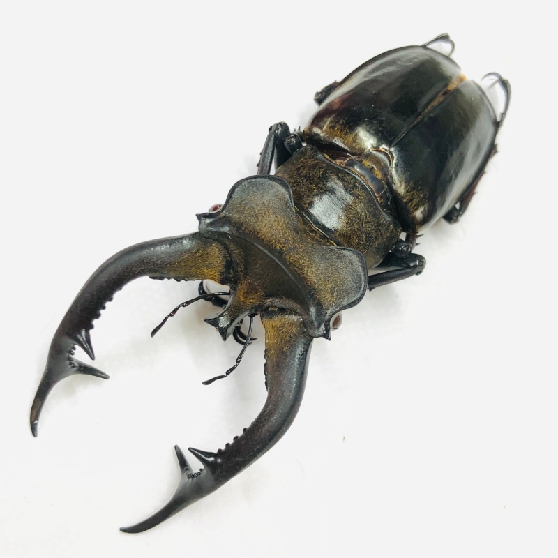 Lucanidae Lucanus cheni 73mm A1 from Chentang Tibet No.7915