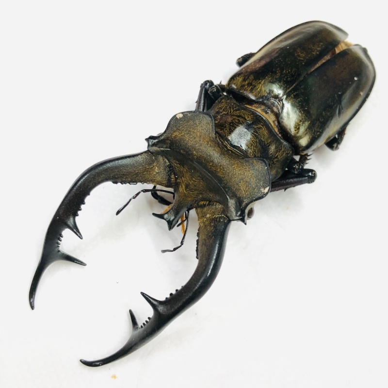 Lucanidae Lucanus cheni 70mm A1 from Chentang Tibet No.7913