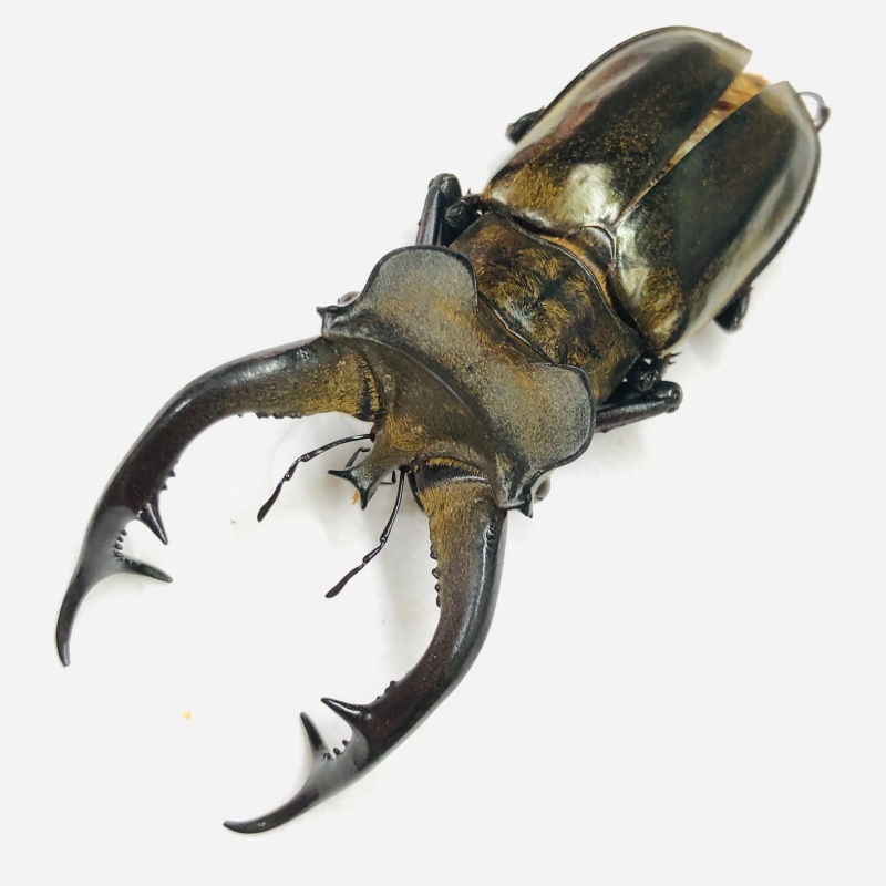 Lucanidae Lucanus cheni 71mm A1 from Chentang Tibet No.7909