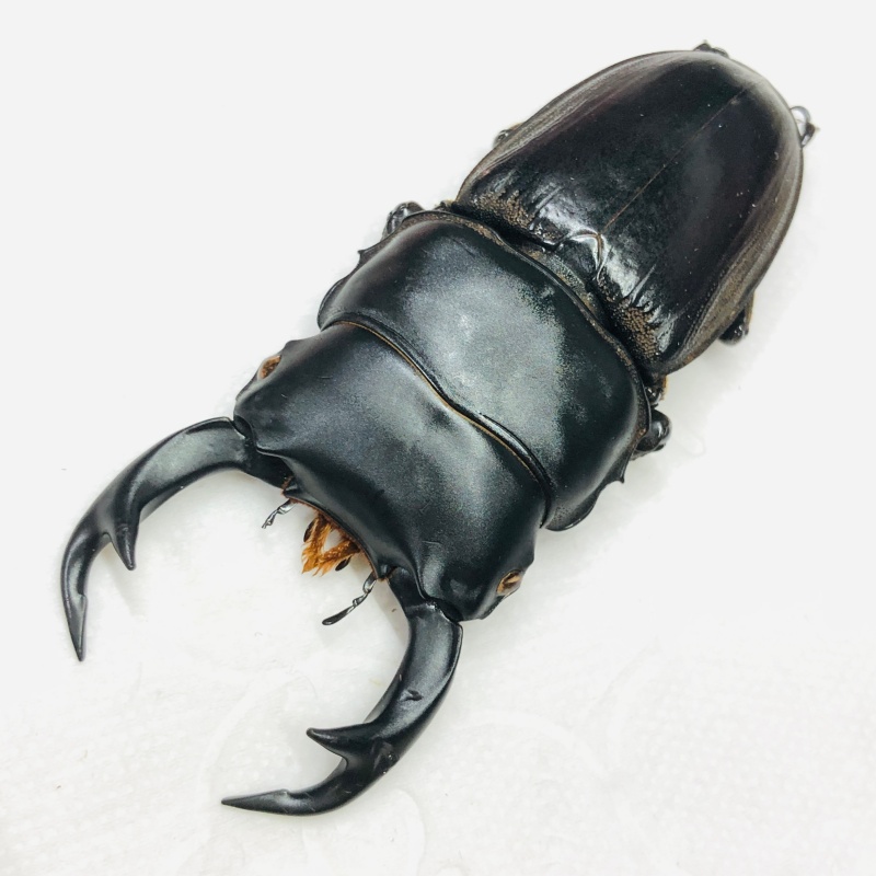 Lucanidae Dorcus curvidens 69mm A1 from Yingjiang Yunnan No.7927
