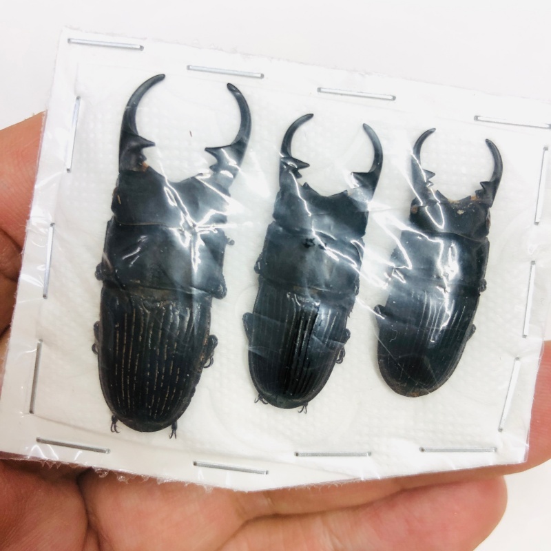 Lucanidae Aegus labilis 43mm35mm32mm A1 from Tibet No.7987