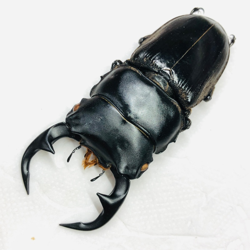 Lucanidae Dorcus curvidens 63mm A1 from Yingjiang Yunnan No.7929