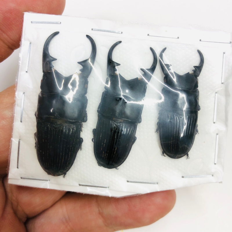Lucanidae Aegus labilis 43mm38mm33mm A1 from Tibet No.7986