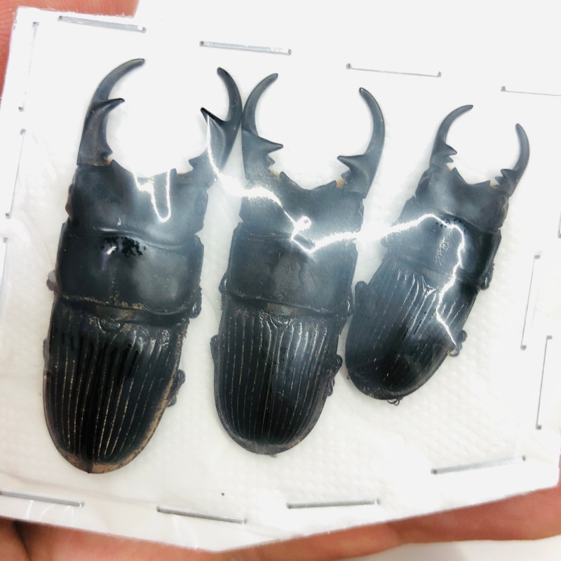 Lucanidae Aegus labilis 42mm37mm30mm A1 from Tibet No.7988