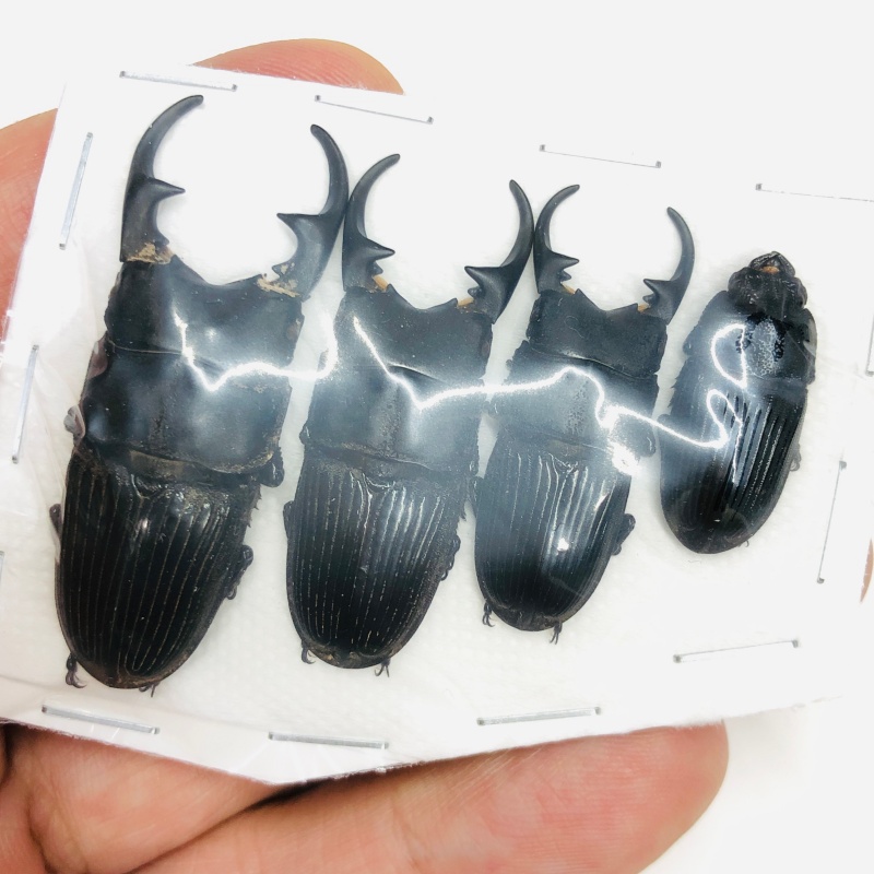 Lucanidae Aegus labilis 45mm39mm34mm23mm A1 from Tibet No.7993