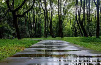 forest path